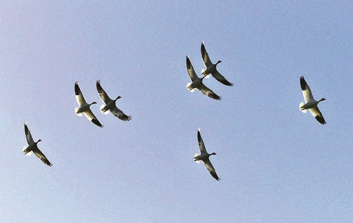 c-good-birding-_d