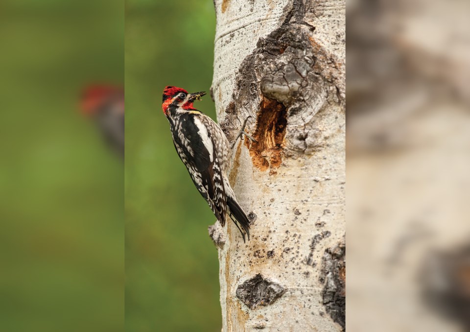 c-red-naped-sapsucker-getty