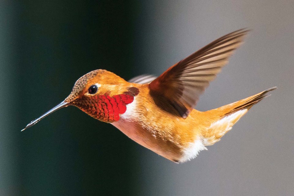 c-rufous-hummingbird-getty_d