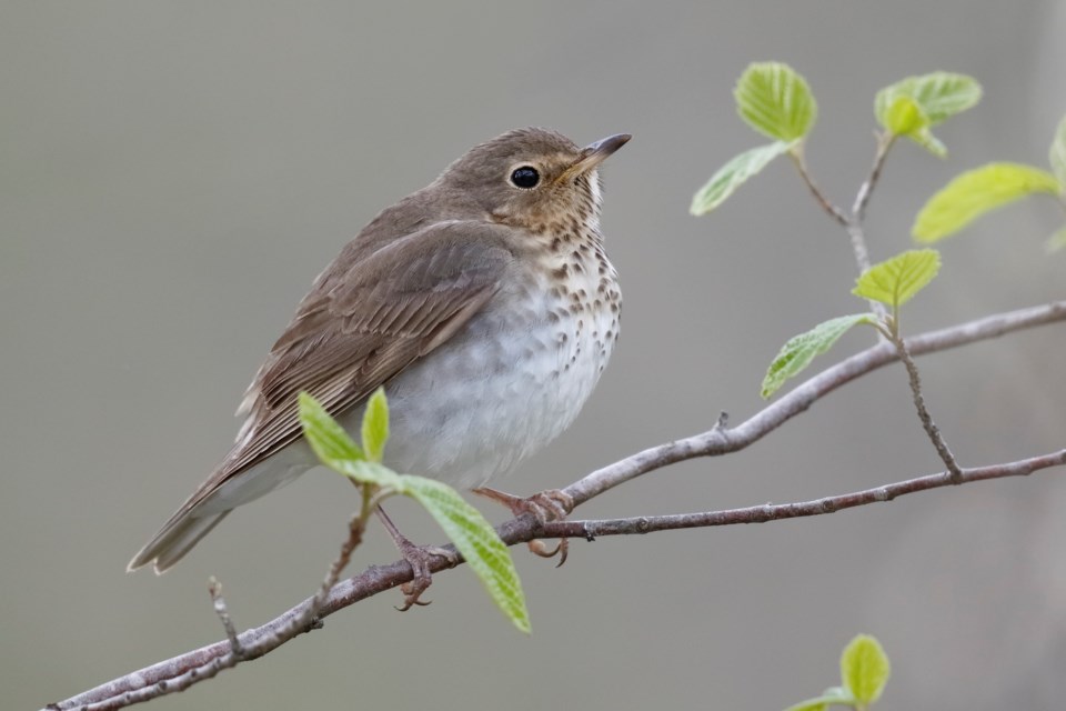 c-swainsons-thrush-getty