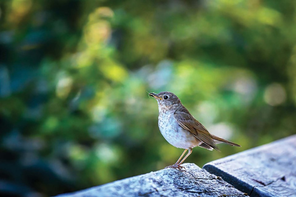 c-swainsons-thrush-getty_pippin