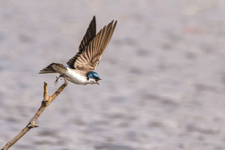 c-tree-swallow-getty-jamesvancouver-_d