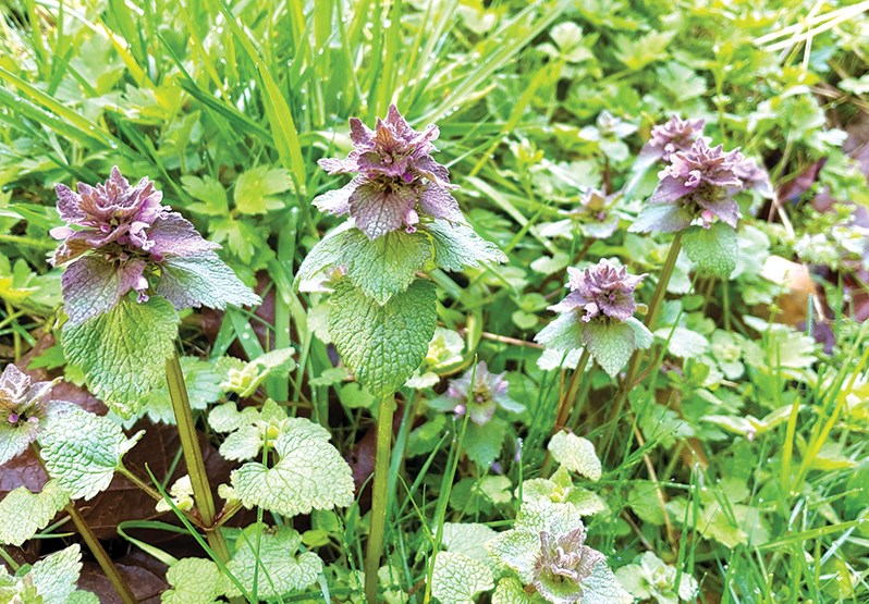 C. purple dead nettle_resized