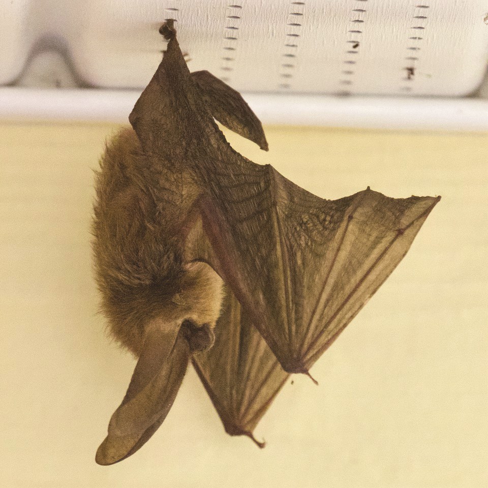 C.Creek bat new