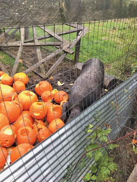 CC.Halfmoon Bay-pumpkin