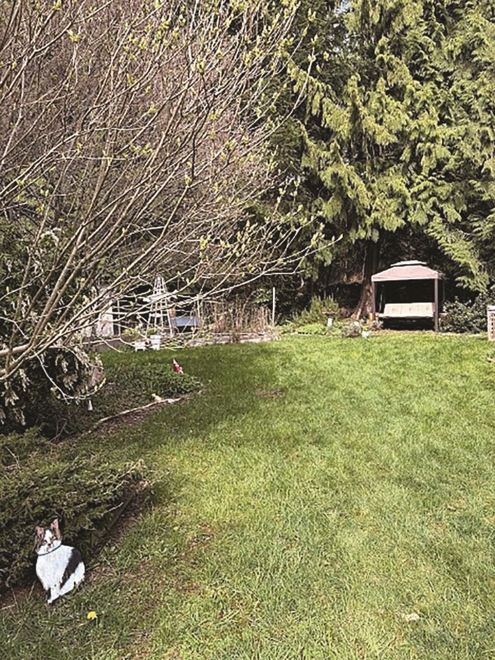 c-gumboot-nation-back-yard
