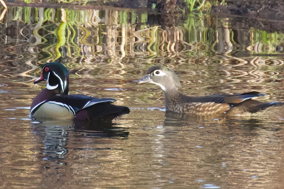 Wood Ducks (male & female). Annual botany and bird walks are coming up at Smuggler Cove and Sargeant Bay.