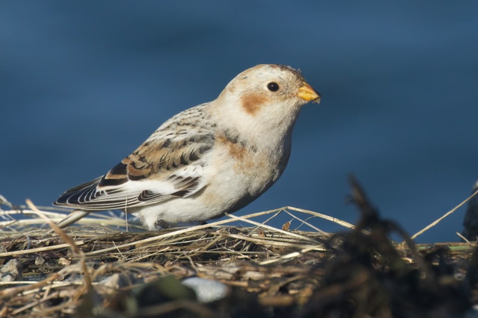 csnow-bunting-at-rc-pier