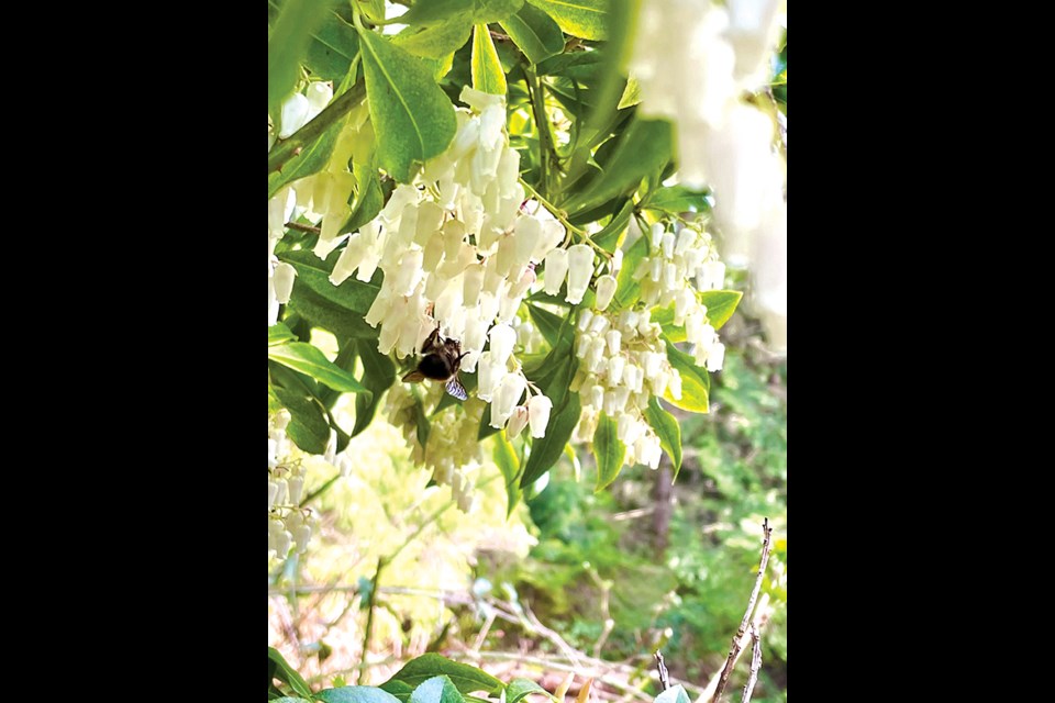 A bumblebee in the pieris.