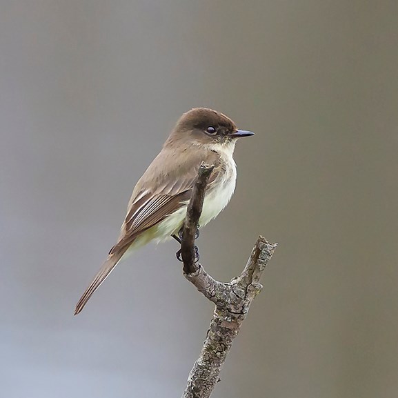 Junco