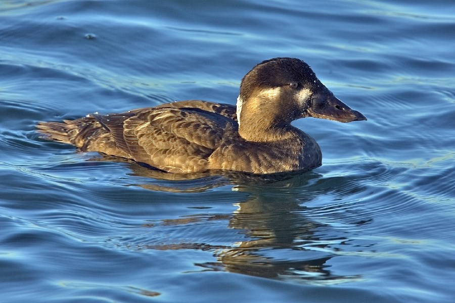 Melanitta_perspicillata_female