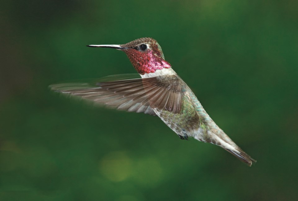 n-annas-hummingbird-getty_d