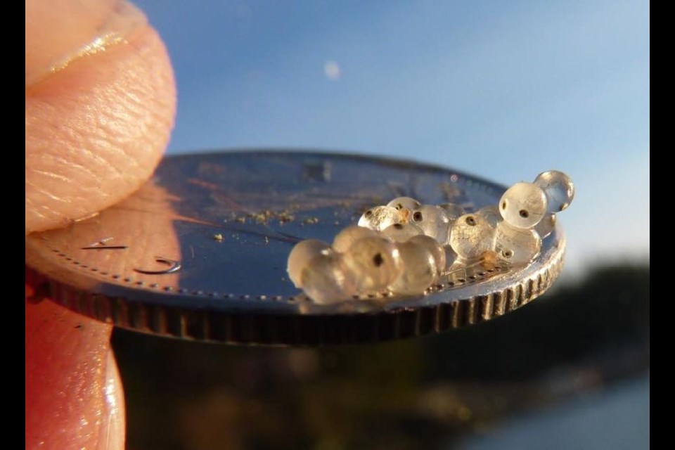 Herring have laid eggs on "curtains" hung by the Sechelt Rotary Club in Porpoise Bay. 