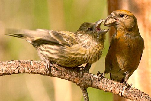 Red Crossbill_Ian Routley