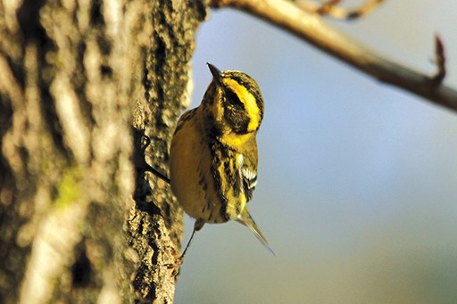 Townsend_Warbler