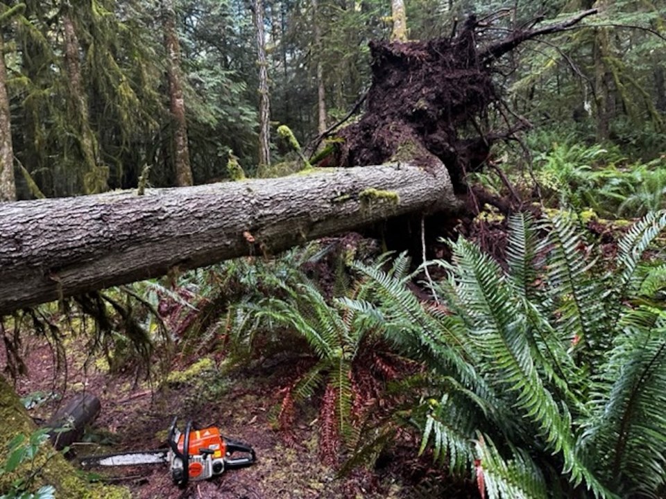 tree-across-trail-in-halfmoon-bay