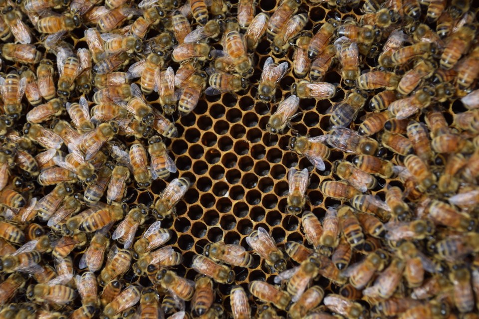 Members of one of the newest honeybee hives on the Sunshine Coast surround eggs expected to hatch in the coming weeks. 