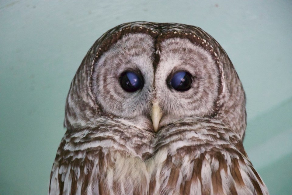 Dexted the barred owl