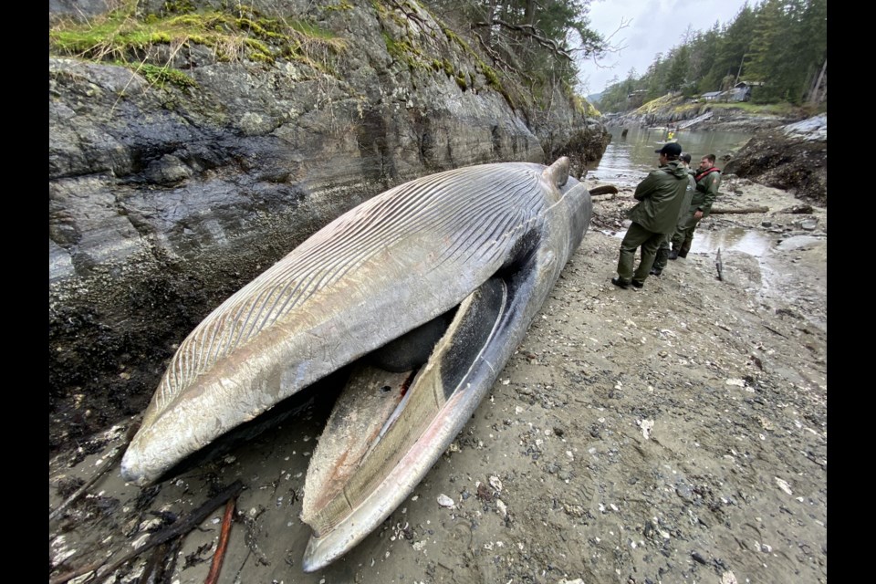 On March 20, members of shíshálh Nation and DFO's Marine Mammal Response Team attended the necropsy of a dead fin whale.