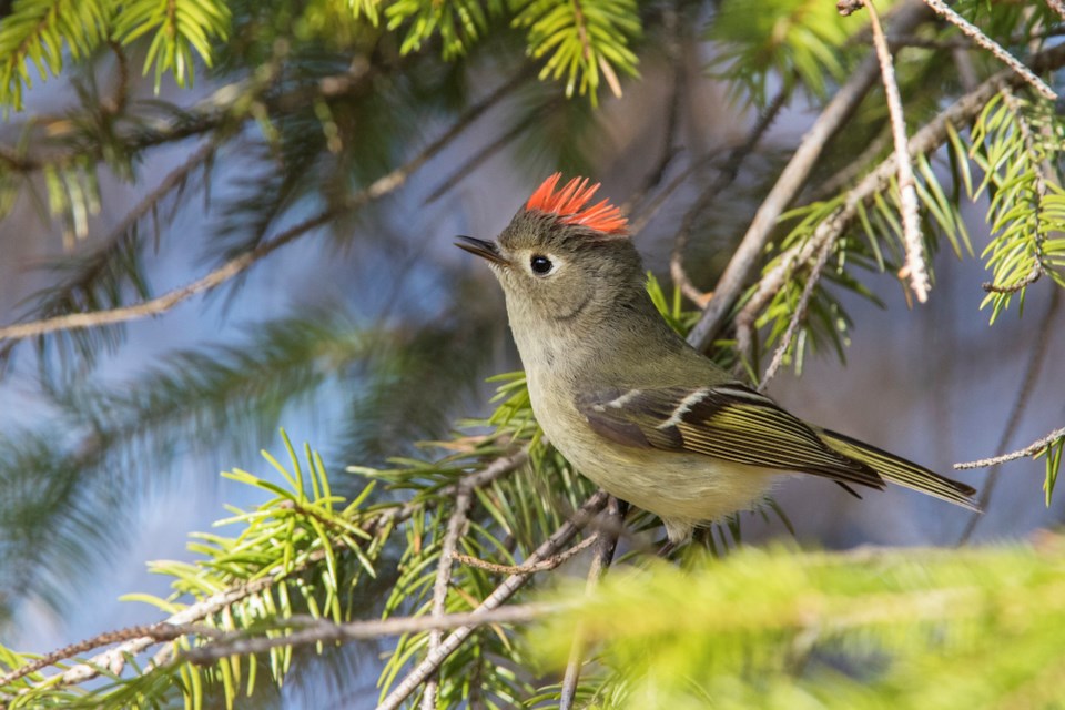 Male Ruby-crowned kinglet showing crown