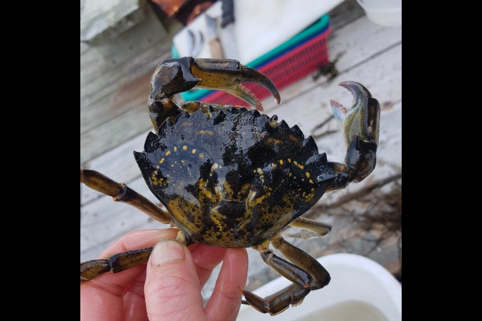 European green crab found on the Sunshine Coast. 