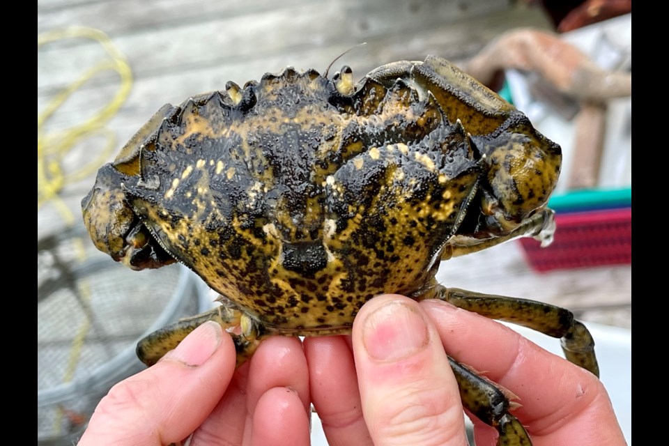 European green crab found on the Sunshine Coast. DFO asks if you spot the crab in Howe Sound, to notify them. 