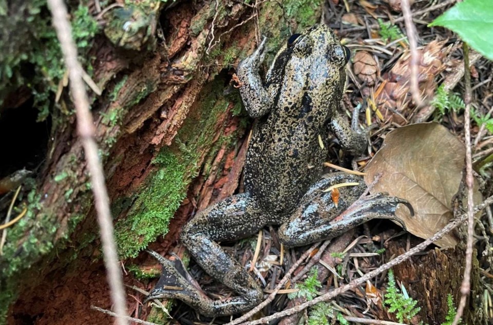 red-leg-frog