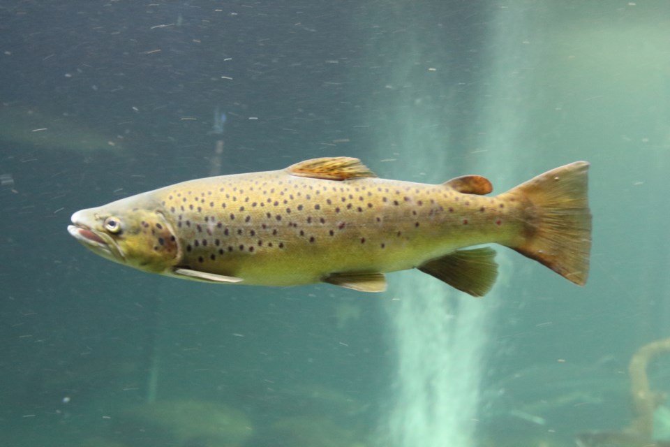 atlantic-salmon-getty