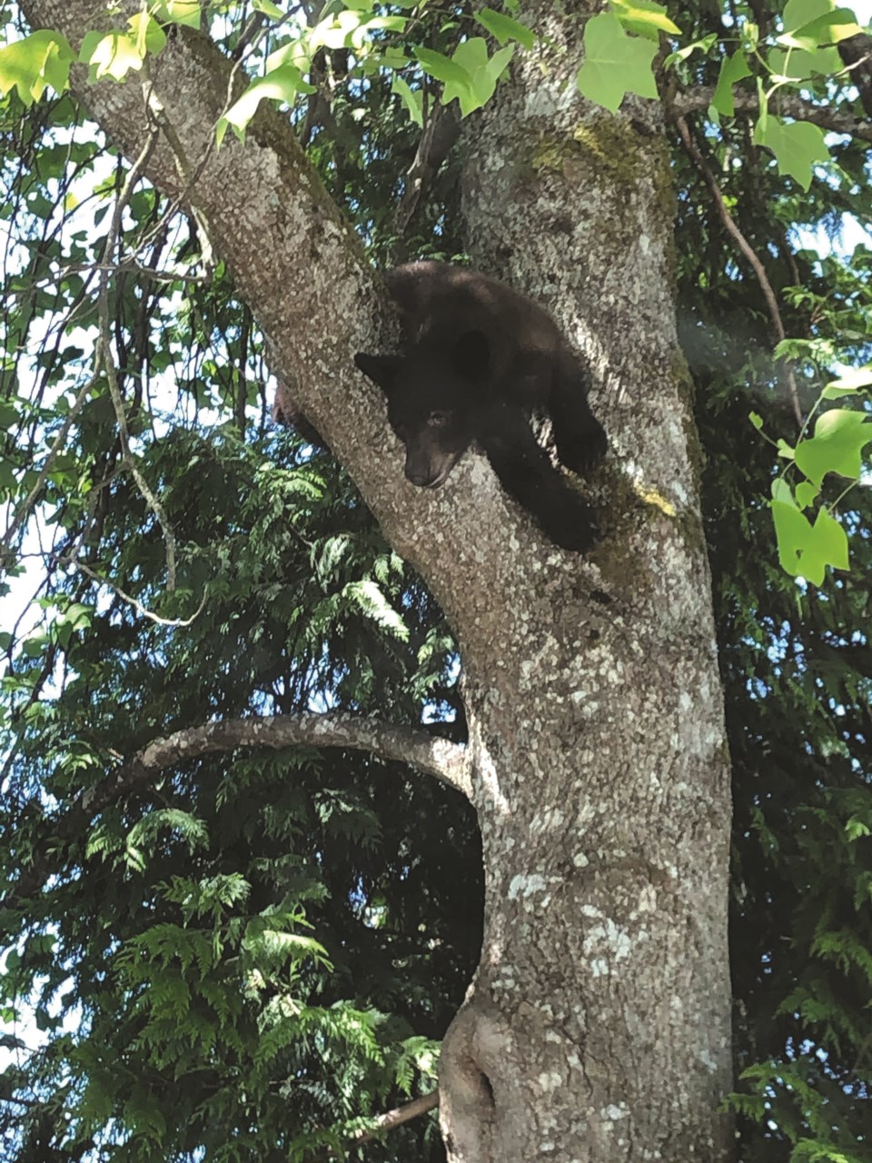 Bear in Sechelt