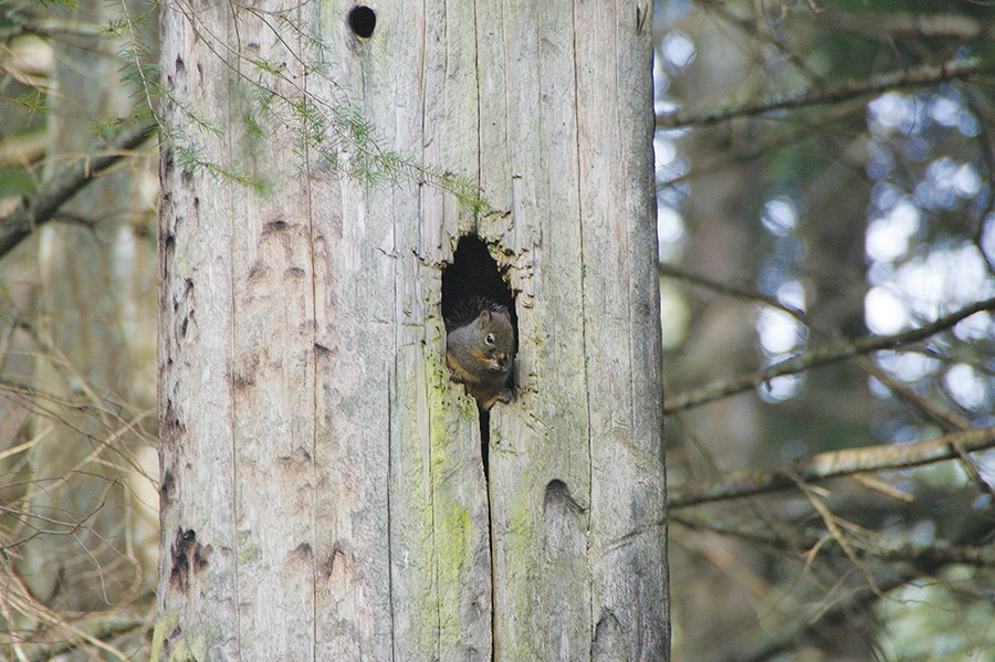 C. Douglas squirrel in Reed Road Forest_resized