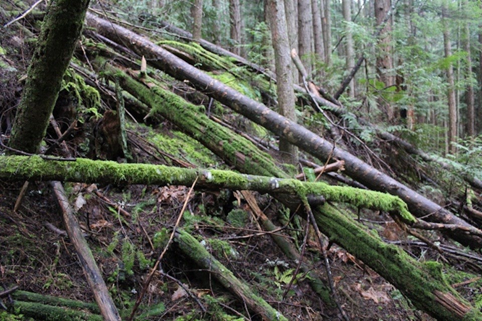 Fallen trees on a mossy slope