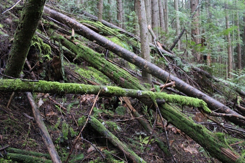 Fallen trees on a mossy slope