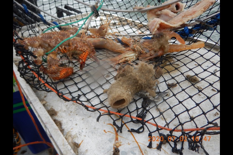 A July 2, 2020 photo presented as evidence shows broken sponge reef, box crab, and prawns in a Darkstar commercial prawn trap.
