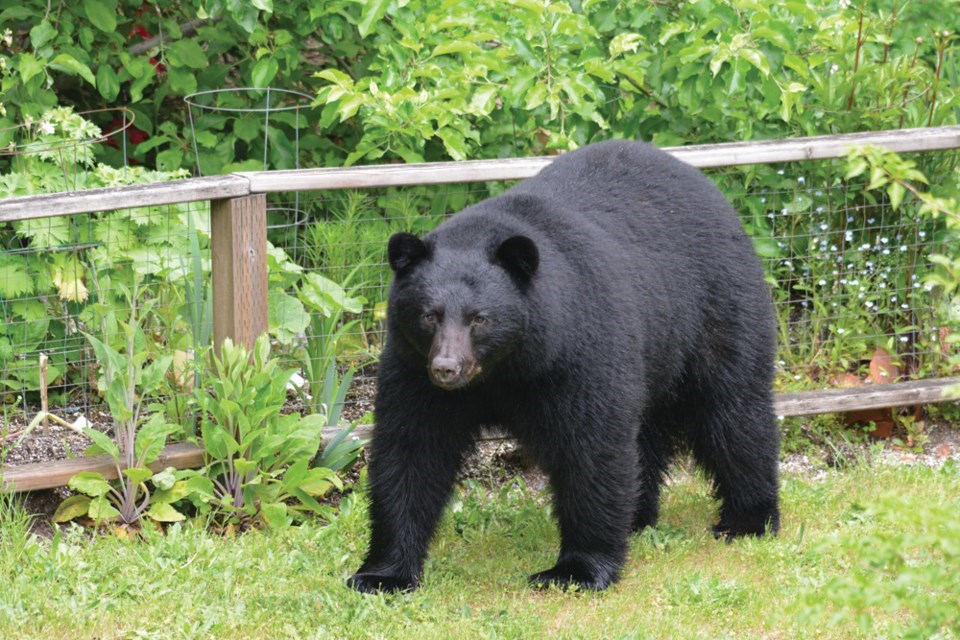 Halfmoon-bay-bear-killings