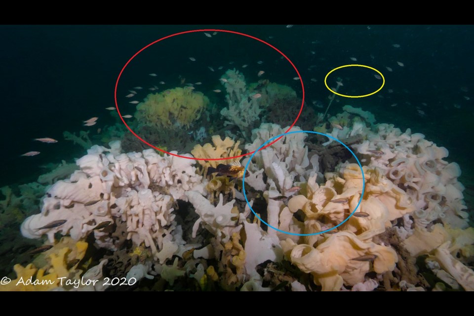 ID: Underwater photo of white tubular glass sponges with new reefs circled