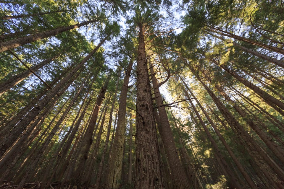 Looking up at sunlight piercing through a douglas fir tree filled forest, British Columbia, Canada