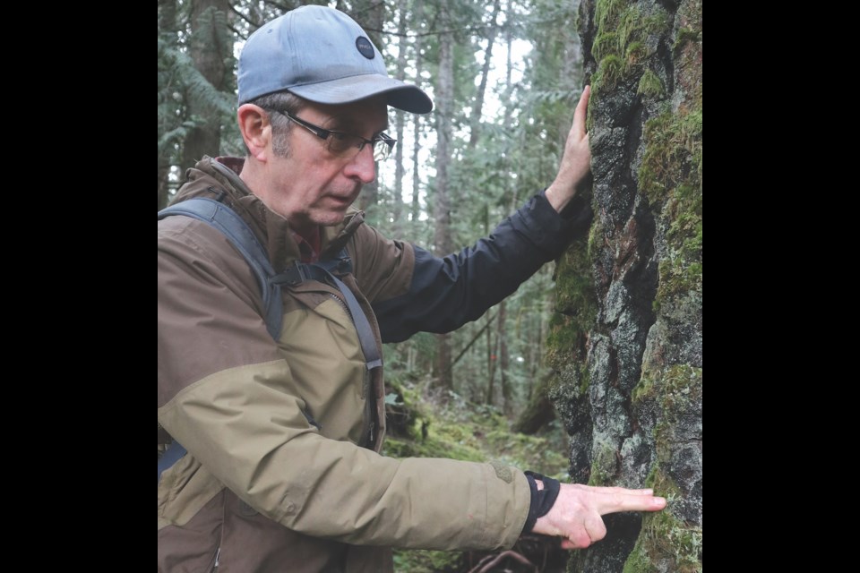 Ross Muirhead of ELF  stands along side an EW 24 “veteran” tree, which he estimates in the 200 year old range.
