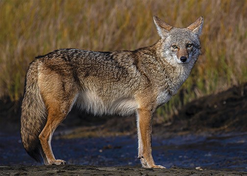 N.Coyote-2