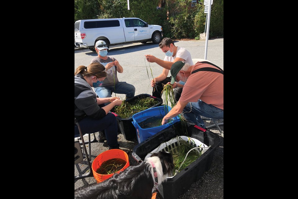 Volunteers helped prepare eelgrass shoots for transplant in Sechelt Inlet. 
