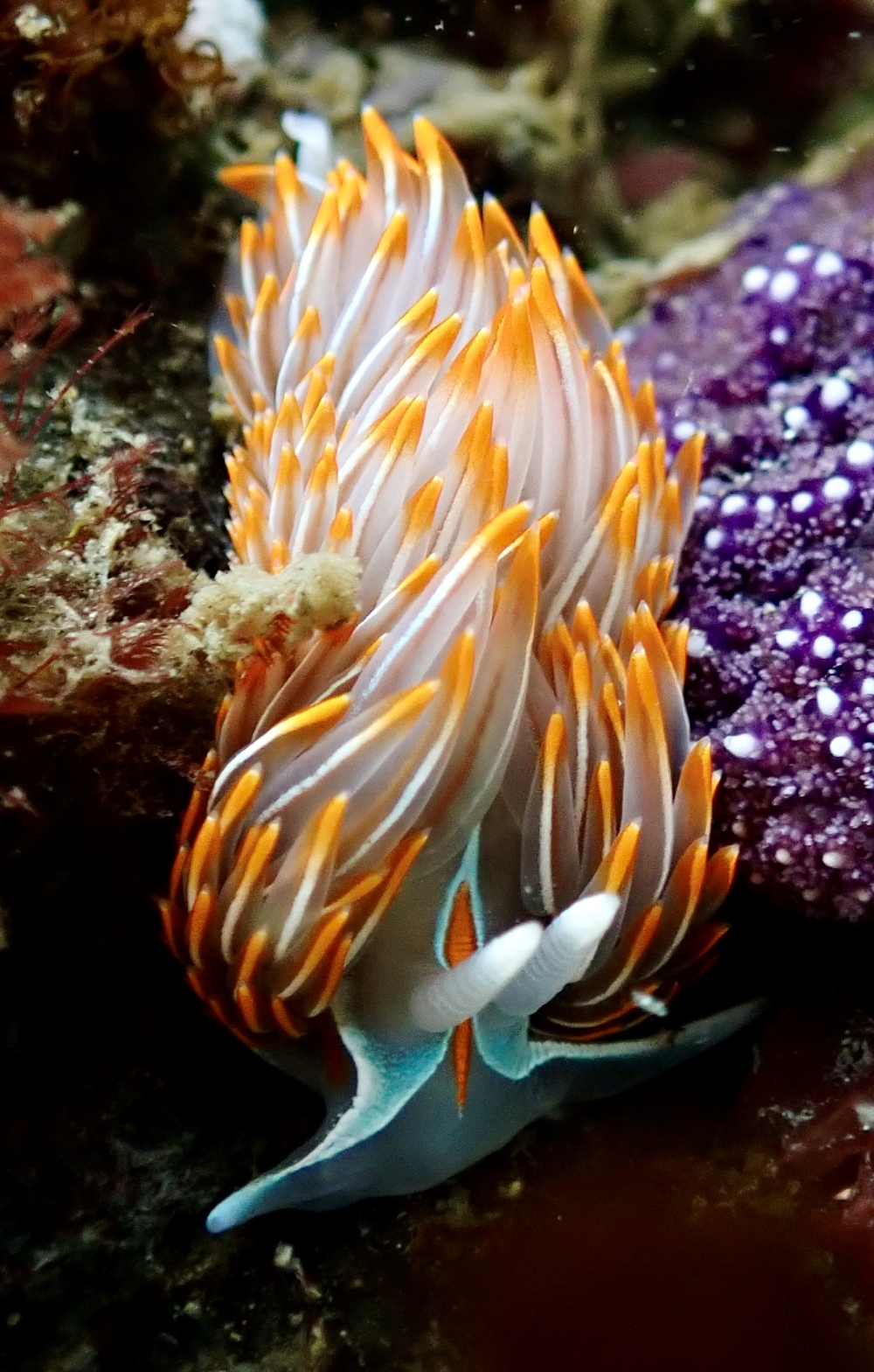 An underwater slug's orange tendrils sway with the current.