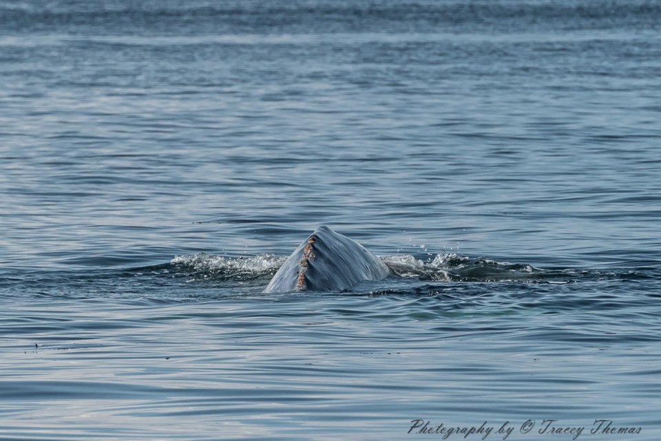 The grey whale doesn't have a dorsal fin, but can be identified by the series of nubs on its back.