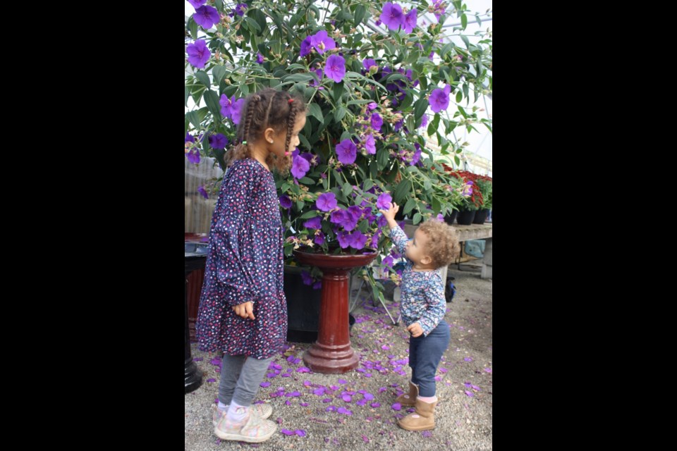 Naiya and Zaida McMillan were impressed with this lovely purple tibouchina.