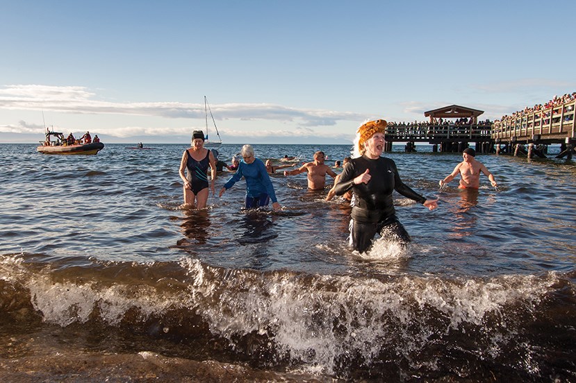 polar-bear-swim-davis-bay