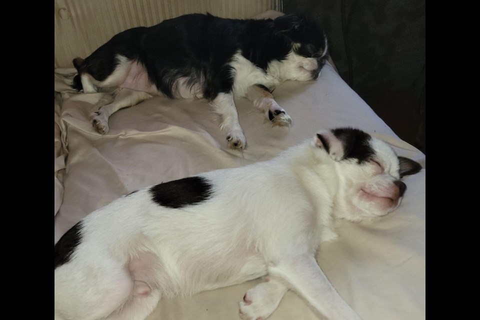 Siblings Gypsy (black dog) and Kegger (white dog) perished in a Feb. 12 fire at Selma Park. 