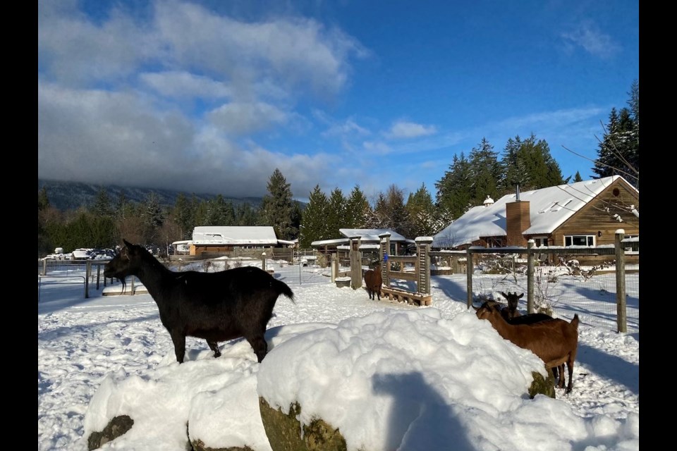 Farmers on the Sunshine Coast are working through winter conditions, as snow blankets their farms. 
