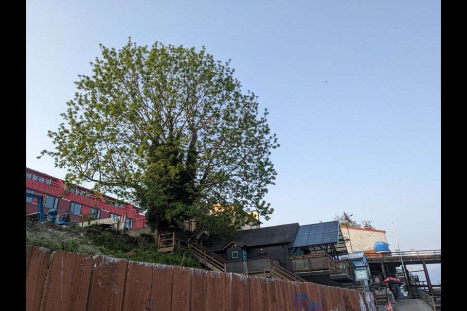 The black walnut tree in the springtime.