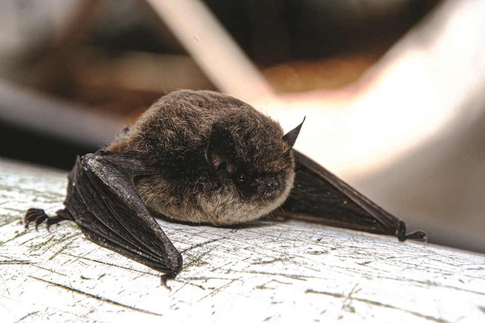 C. Bat