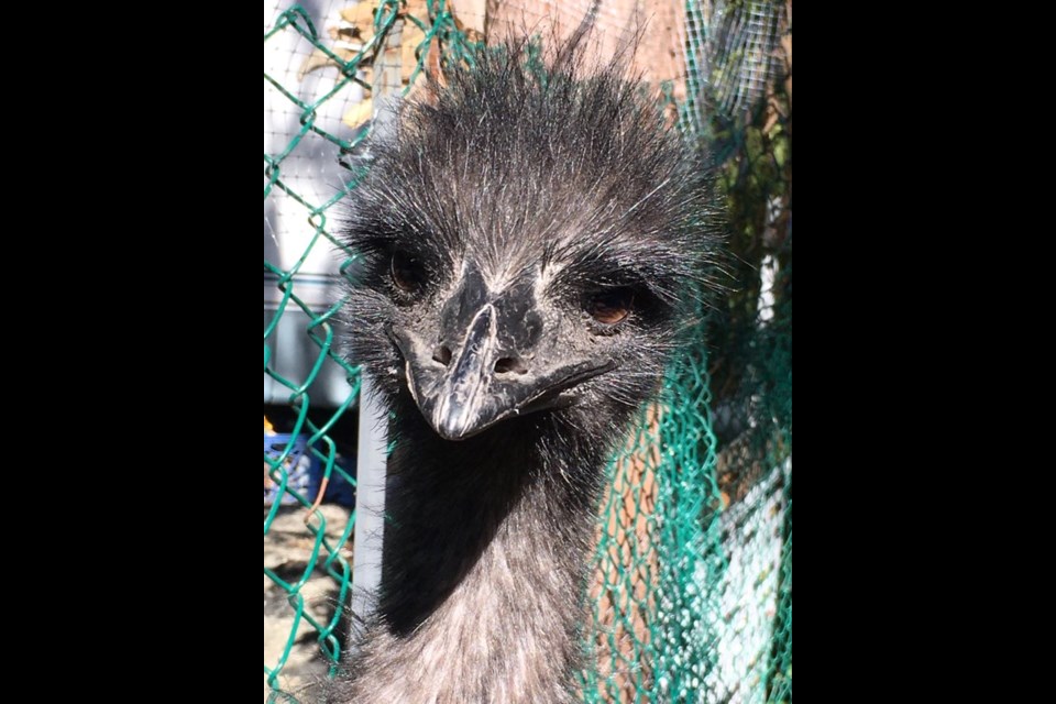 The Dickesons' pet emu has died after being attacked by two huskies on the family's property in Halfmoon Bay.