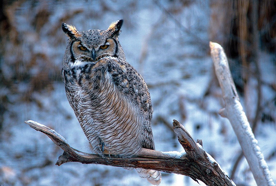 C. Great Horned Owl (Getty Images) resized
