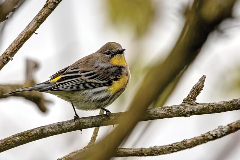 C.Yellow-rumped warbler : Getty Images